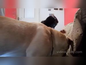 Unveiling the Art of Zoo Porn