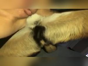 Bestial Ecstasy in Slow Motion: Slowmotion Dog Sex Videos
