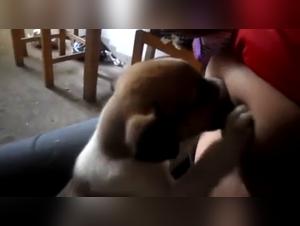 fucking dog beastie girls