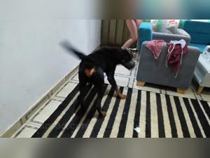 Anal Dog Play with Paola and Valeria, a sexy anal scene with dog action