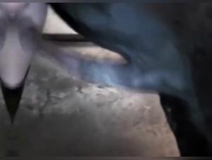 Compilation of Horses Penetrating Pussies - Bestiality Videos