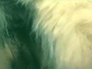 woman and her four-legged friends