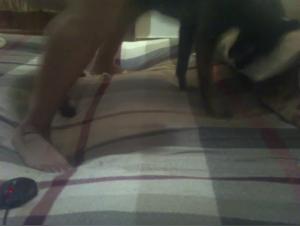 Woman and Dog: A Forbidden Encounter on Video