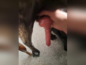 First sex experience with a dog