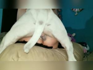 Forbidden Desires: Dogsexporn & Beyond