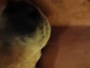 Teen and dog: a shocking zoophilia video