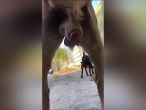 Curious Latin teenager and Bruno the dog: an exciting zoophilia video