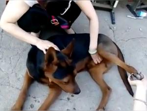 Complete bestiality video: a woman and her dog