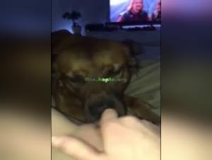 Dog sex video: woman cums from dog licking