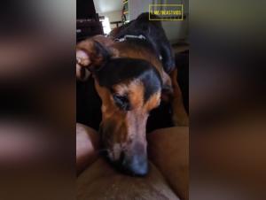 Slut Licks Dog Part 1