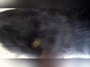 Taboo Desires: Exploring Animal Sexuality