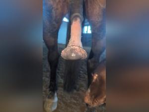 Salope Baise Chien Cheval Hardcore