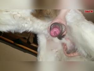 Dog Cock in a Fleshlight