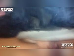 Romantic Evening with a Dog - Bestiality Video