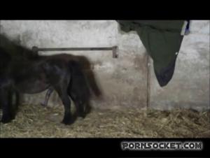 Intimate Encounter: Horse and Human