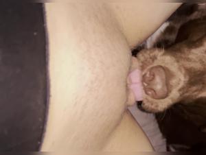  Chien léchant chatte pour l'orgasme