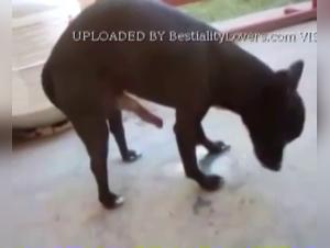 Petite Salope, Chien Brutal 1