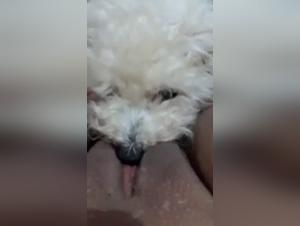 Dog Sex Video: An Extreme Experience