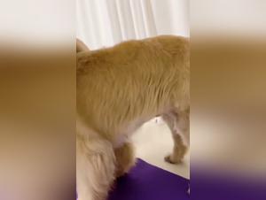 Dog fucks an Asian woman