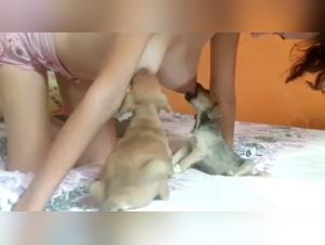 Canine lactation: an extreme experience