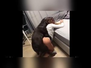 Zoophilia scene with a black female dog and her mistress in a hotel room