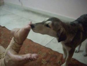 Sexually Impregnated by Sexy Bulldog Foot Sex