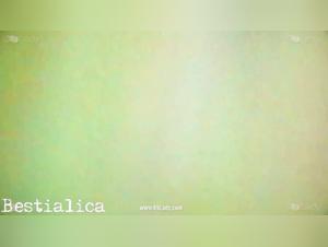 Bestiality Sex Video: A Couple and a Dog