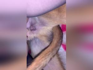 Delving into Zoophilic Taboos: Dog Fuckers & Beyond