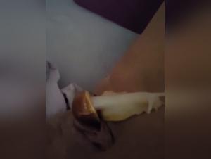 Woman and Dog: A Forbidden Meeting