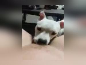 Zoophilia with my wife and my dog