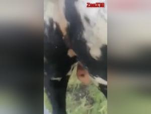 Bull Sex Video: A Bestial Experience