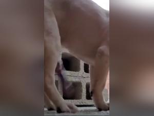 XXX Zoophilia Videos: Stepping into the Forbidden