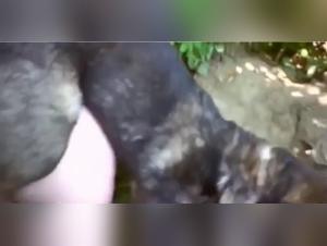 Outdoor Bestiality Sex: Breathtaking Amateur Videos