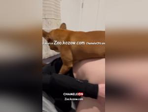 Online Ethics: Confronting Zoophilia