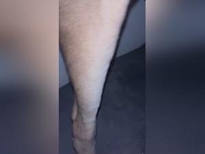 Exploring Animal Boundaries: Ethics and Connection