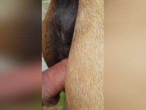 Bestiality with Horses: Banned Videos