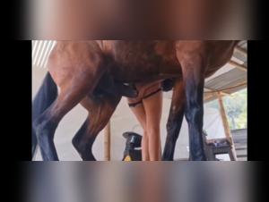 Video of Bestiality with a Horse