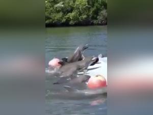 Dolphin Zoophilia Video