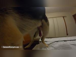 Il Mio Cane Mi Prende il Culo: Golosie Proibite