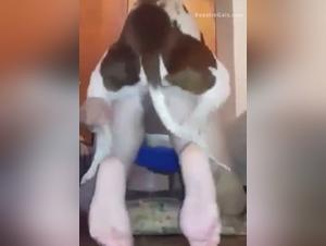 tierische lust: hundesex, asian beastiality