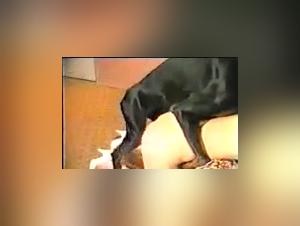 Intense bestiality with a black dog and a feline pussy