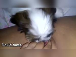 Submissive female dog and her canine master: an extreme bestiality video