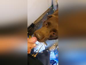 Forbidden Frontiers: Delving into Xzoo