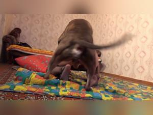 Bestiality: Woman and Dog in Exciting Videos