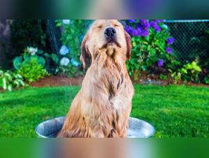 Bestiality Guide: Everything You Need to Know