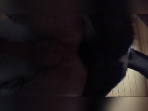 First Bestial Experience: A Young Man and His Dog Shep