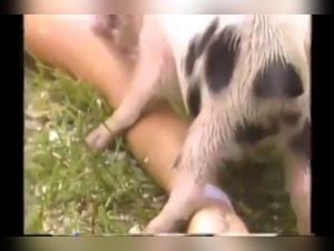 Pig Licking Show: An Extreme Bestiality Game Show