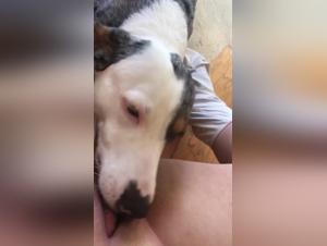 perra gorda, sexo animal, placer salvaje