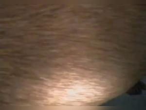 Forbidden encounter: zoophilia and bestiality