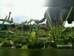 Zoodog: Dog fucks young woman in the garden (Full)
